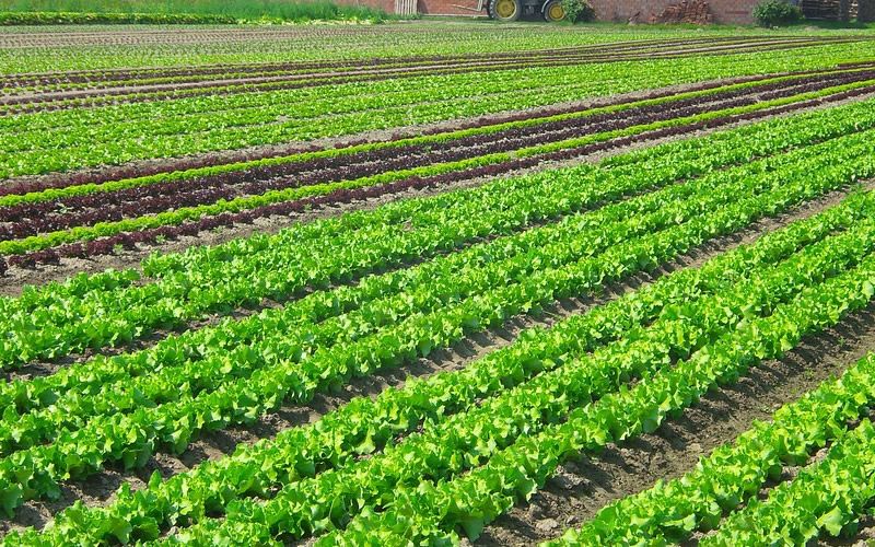 菠萝怎么种植方法_1
